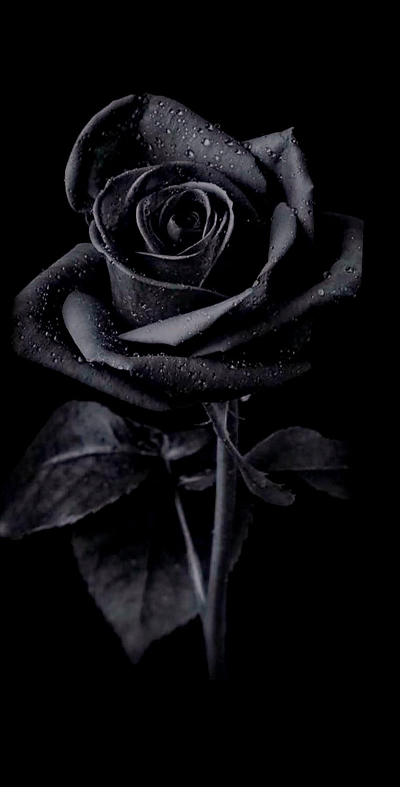 Black rose , black heart, black rose, blue, flowers, purple, roses, sunny kalyan, HD phone wallpaper