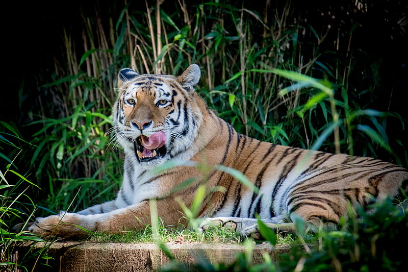 tiger, animal, grasses, predator, big cat, HD wallpaper