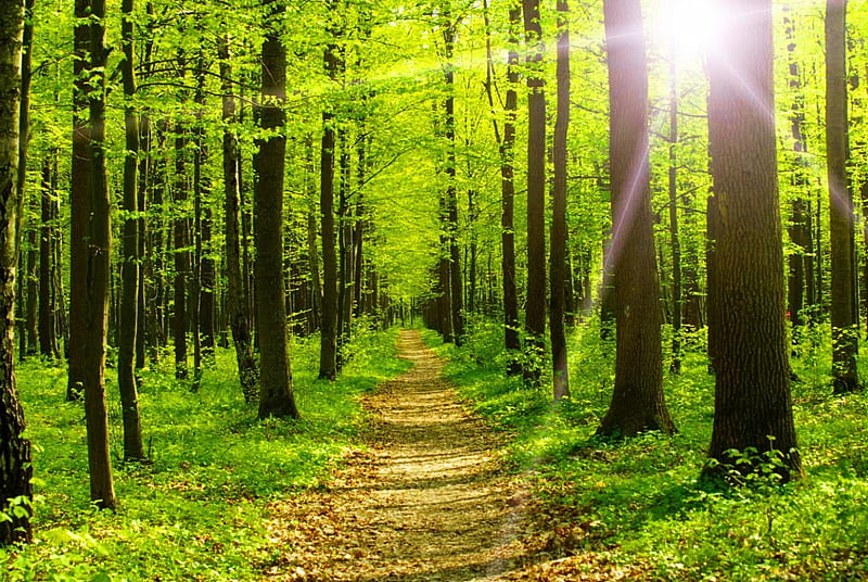Forest sunlight, forest, glow, sun, sunlight, woods, trees, green, rays, summer, path, nature, sunshine, morning, HD wallpaper