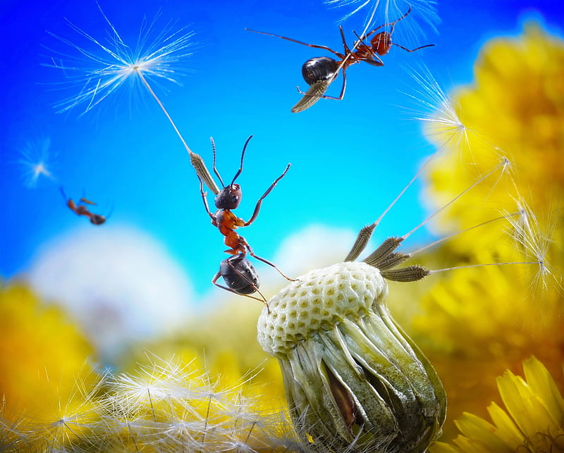 Flying ants, dandelion, vara, ant, summer, insect, yellow, funny, blue, HD wallpaper