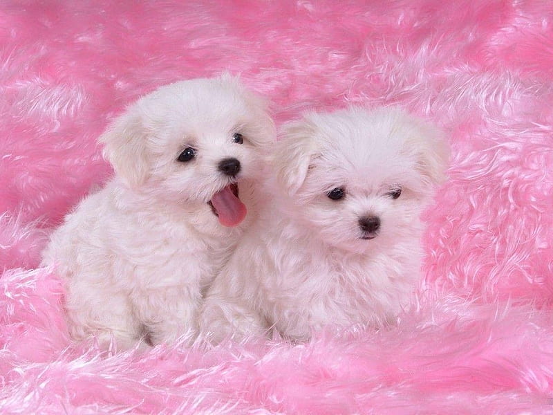 cute puppies, animal, canine, dog, puppy, HD wallpaper