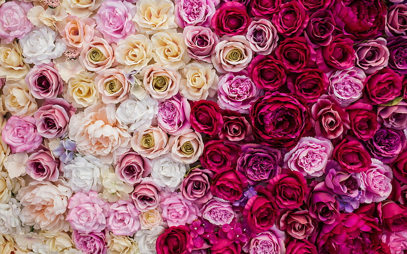 Roses, trandafir, red, rose, texture, flower, pink, skin, HD wallpaper ...