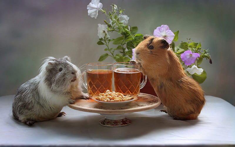 guinea pigs, cute animals, pets, rodents, tea, peanuts, gray fluffy guinea pig, HD wallpaper