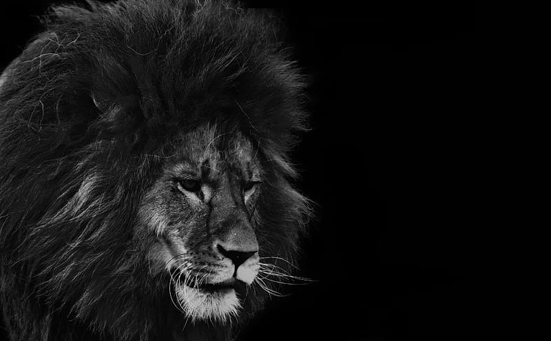 Black Lion Ultra, Animals, Wild, bonito, Black, Lion, Animal, King, HD wallpaper