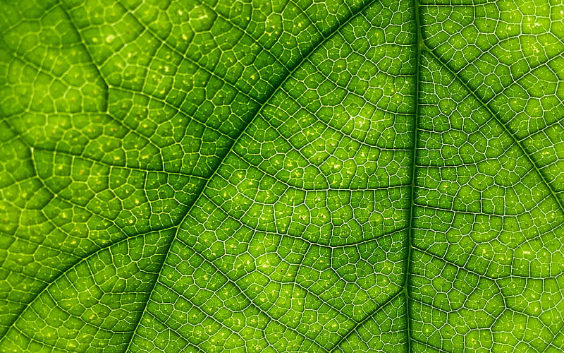 green leaf texture, close-up, green leaf background, plant, ecology, leaf textures, green backgrounds, macro, texture of leaf, HD wallpaper