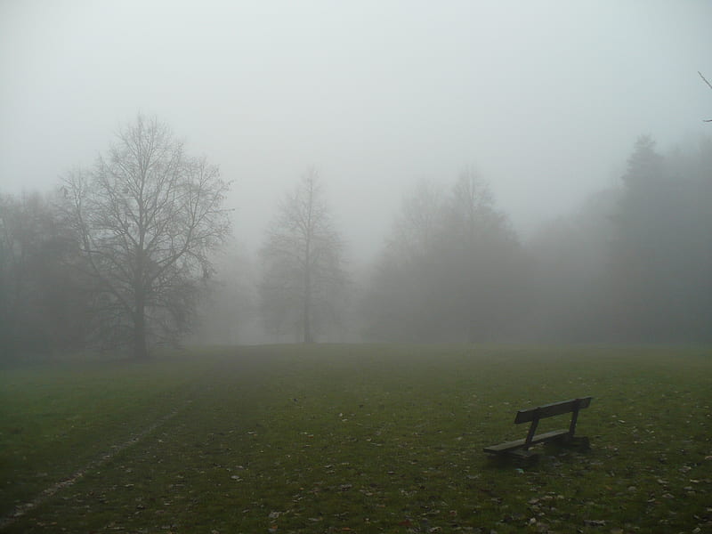 bench, forest, foggy, grass, bonito, park, trees, fog, green, path, day, misty, HD wallpaper