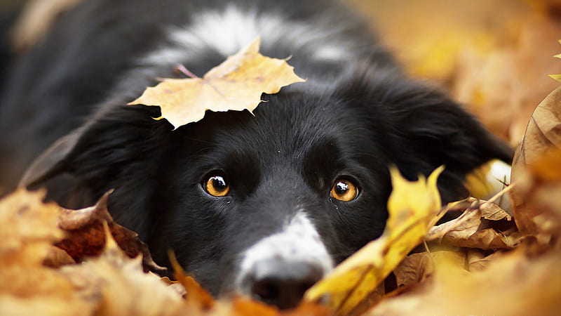 :), border collie autumn, border collie, cute, autumn, leaf, toamna, caine, dog, black, yellow, HD wallpaper