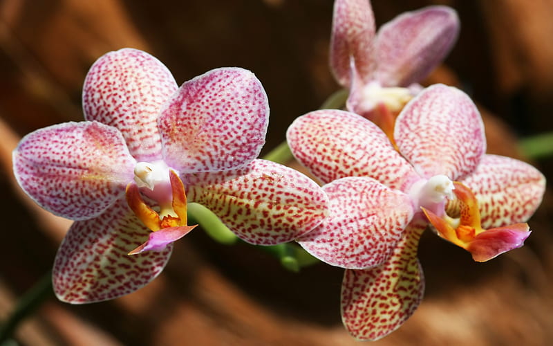 Phalaenopsis Orchid, pretty, closeup, bonito, delicate, graphy, orchid, flowers, beauty, nature, pink, HD wallpaper