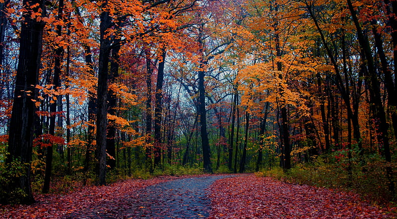 Forest Foliage, forest, leaves, nature, sky, Autumn, road, trees, HD ...