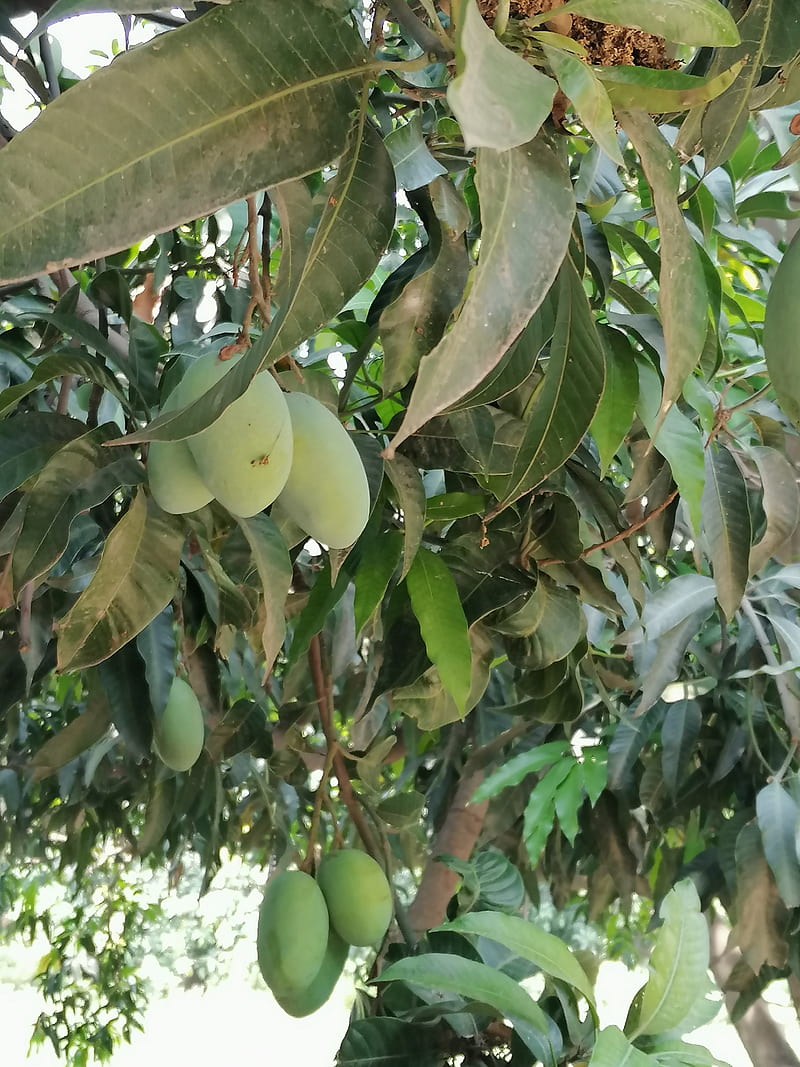 Mango, apple, fruite, tree, HD phone wallpaper