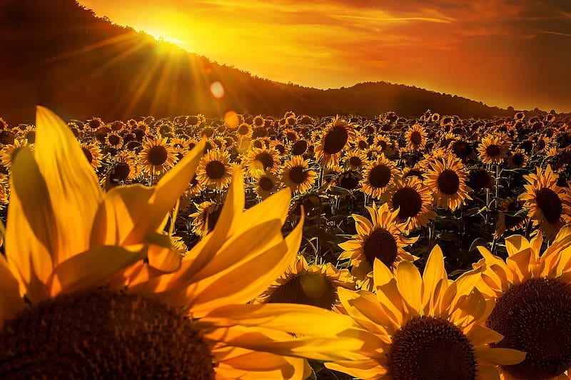Nature, Flowers, Summer, Flower, Sunrise, , Field, Sunflower, Yellow Flower, Sunbeam, HD wallpaper