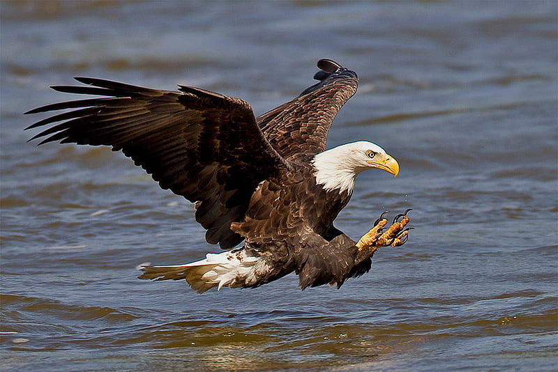 Eagle approach, cool, hunting, eagle, hot, bald, lake, fishing, HD wallpaper