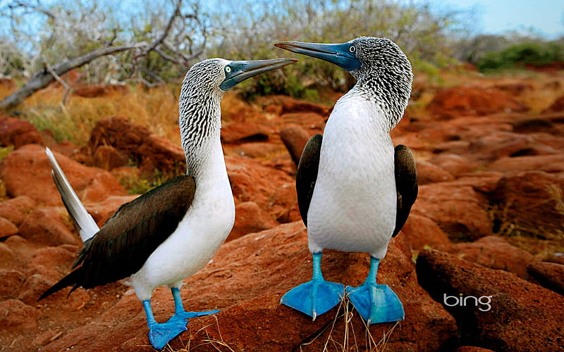 Pair of blue-footed boobies Galapagos Islands Ecuador, HD wallpaper
