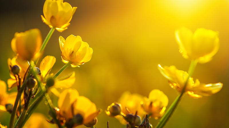 Closeup Yellow Flowers Sunny Rays Background Flowers, HD wallpaper
