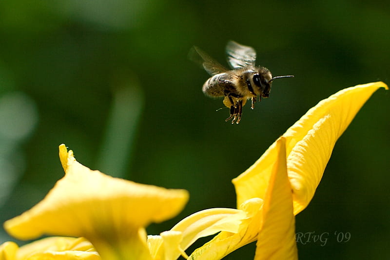 Bizzy Bee at work, bee, wings, wild, insect, flowers, yellow, nature, HD wallpaper