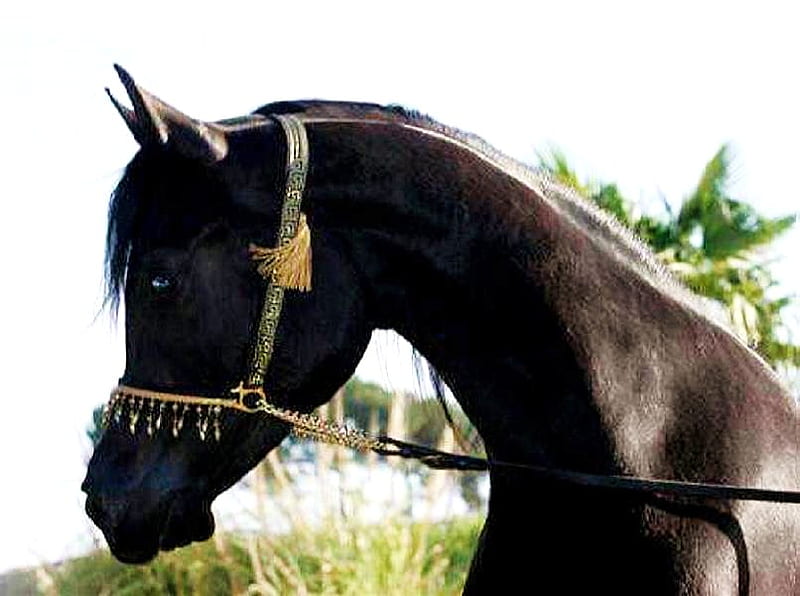 Black colt, colt, thoroughbread, black, handsome, horse, HD wallpaper