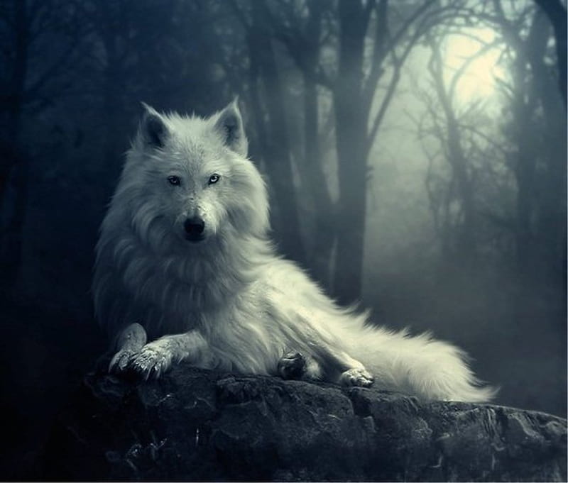 White Wolf, Wilderness, Animal, Wolf, Nature, White, HD wallpaper