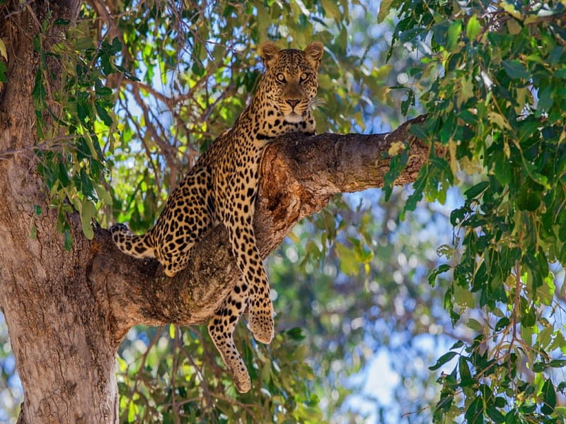 A place to rest, spotted, leopard, tree, branches, HD wallpaper