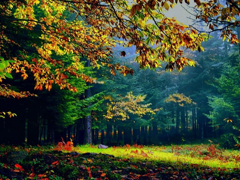 Autumn Woods, forest, autumn, leaves, woods, trees, HD wallpaper | Peakpx