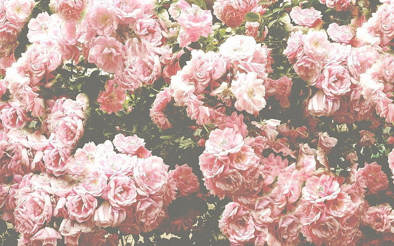 Vintage Aesthetic Pink Rose, HD wallpaper | Peakpx