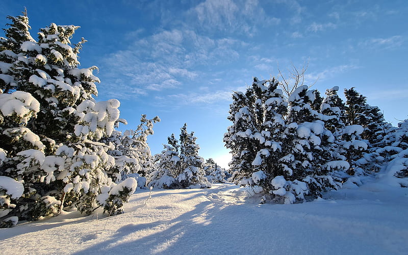 Winter on juniper trees, Estonia, Saaremaa, clouds, sky, snow, landscape, baltic, HD wallpaper