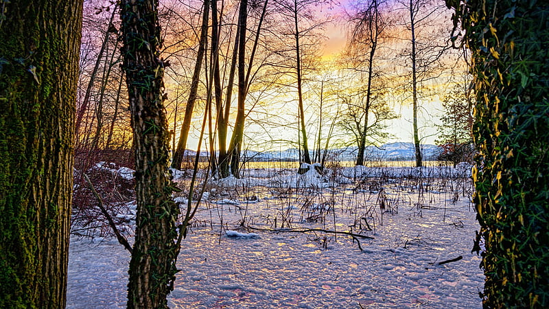 Snow Covered Tree Branches Swamp During Sunset Nature, HD wallpaper