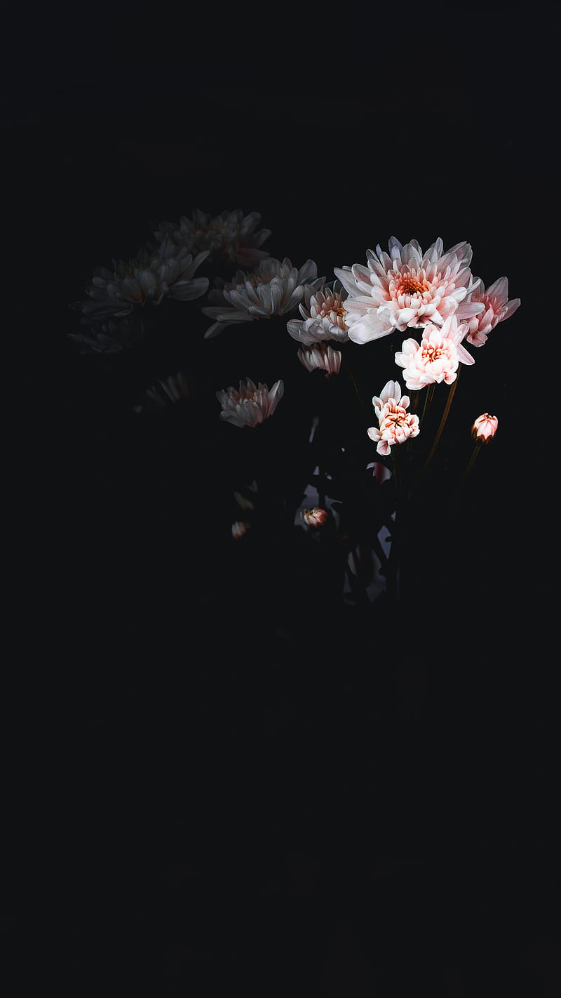 Dark & Flowers, Audrey, amazing, amoled, art, background, best, black ...