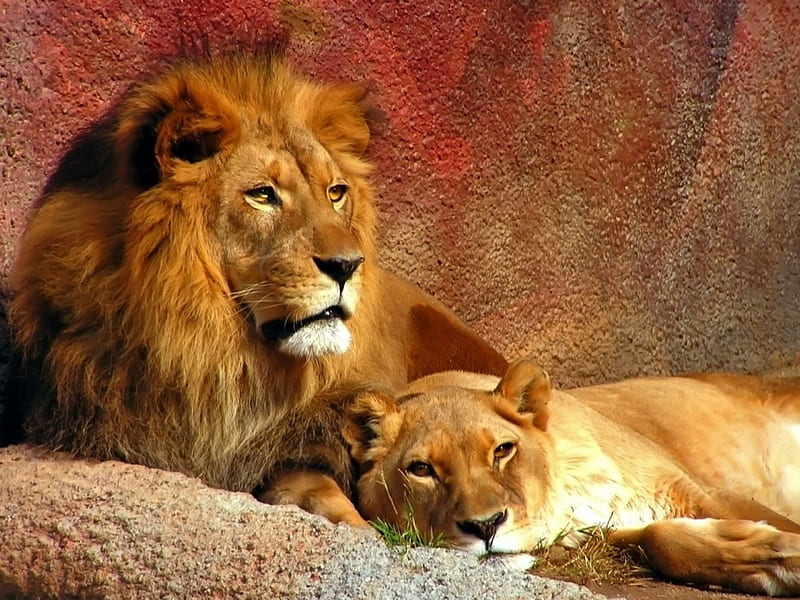 LINDO CASAL DE LIONS, lindos, nature, fauna, felino, animal, HD wallpaper