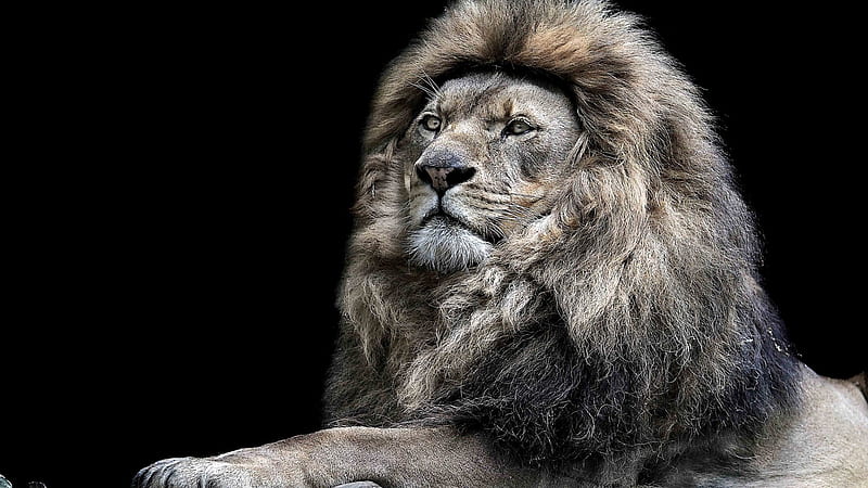 Lion On Closeup With Black Background Lion, HD wallpaper