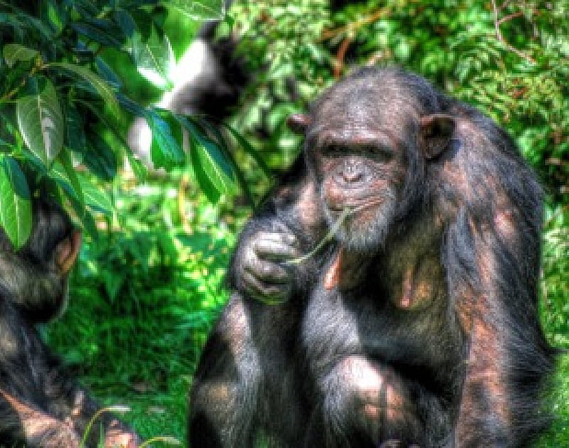 Chimpanzee at The Zoo, ape, zoo chester, chimpanzee, HD wallpaper