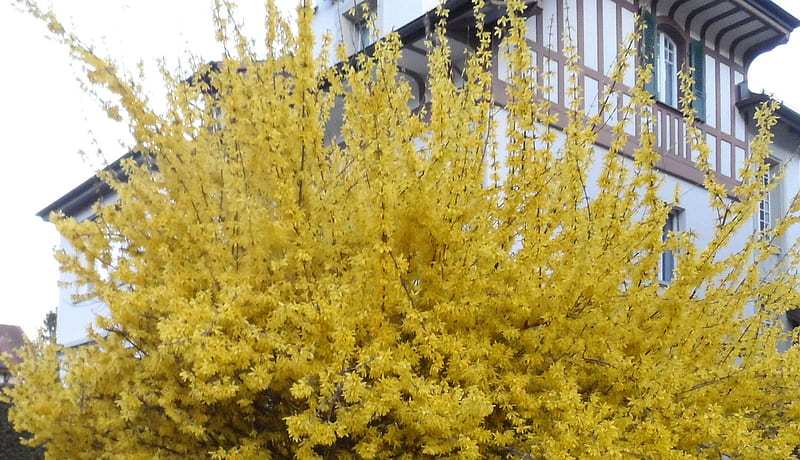 Forsythia in spring, tree, yellow, village, forsythia, switzerland, HD wallpaper