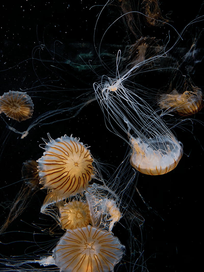 jellyfish, tentacle, bonito, black, HD phone wallpaper
