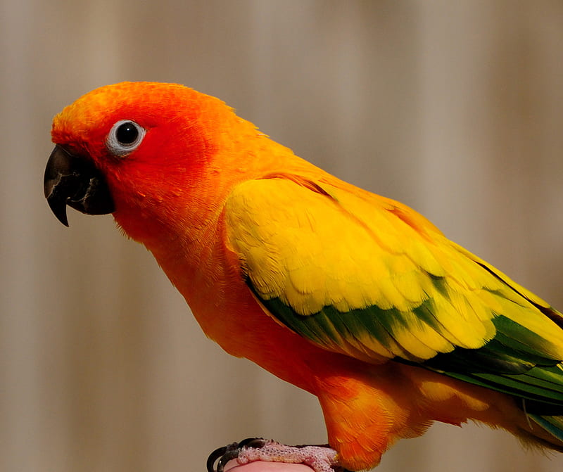 Cute Birdy, parrot, pet, HD wallpaper