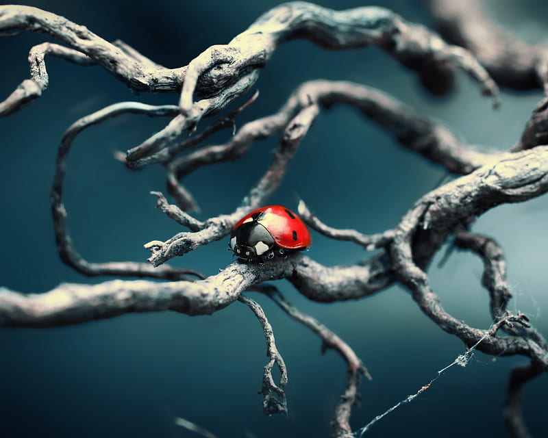 Ladybug, bug, tree, snow, blue, HD wallpaper