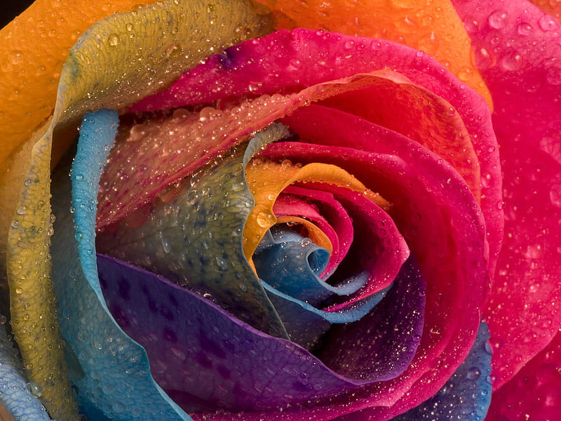 Rainbow rose, rose, flower, garden, nature, rainbow, petal, HD ...