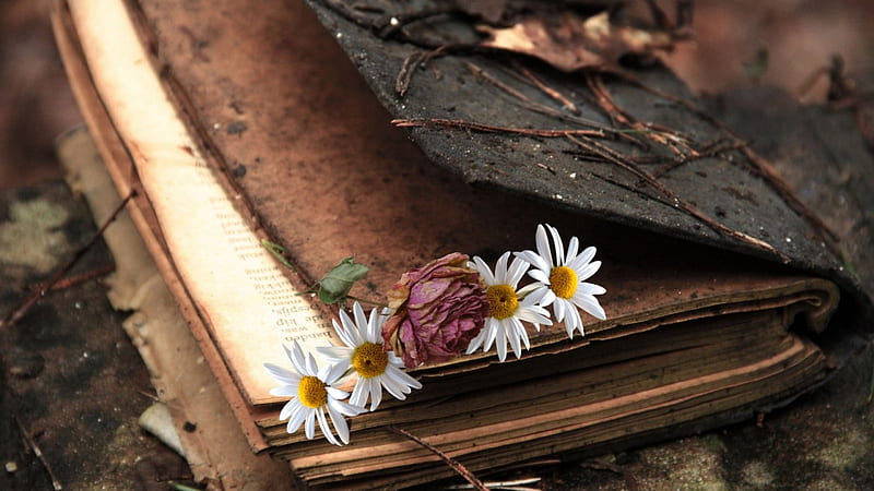*Every end is a new beginning*, daisies, leaves, rose, book, objects, old, vintage, wilted, HD wallpaper