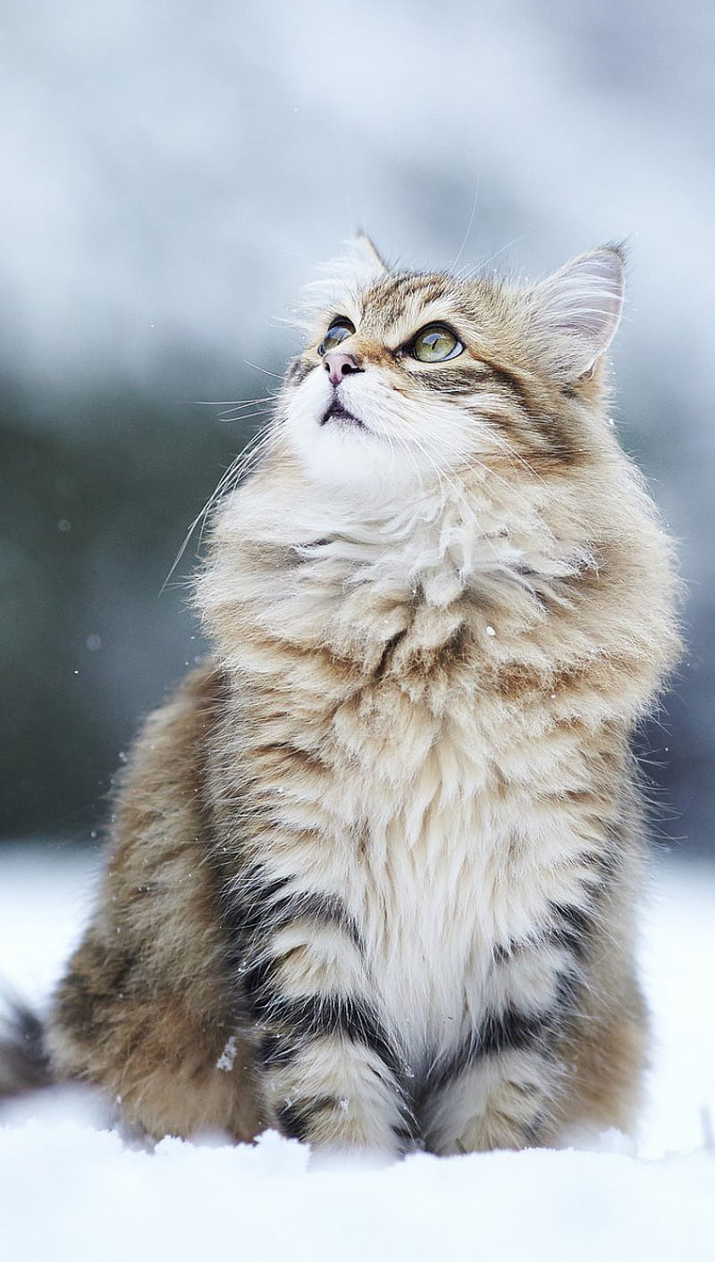 CAT SNOW, HD phone wallpaper
