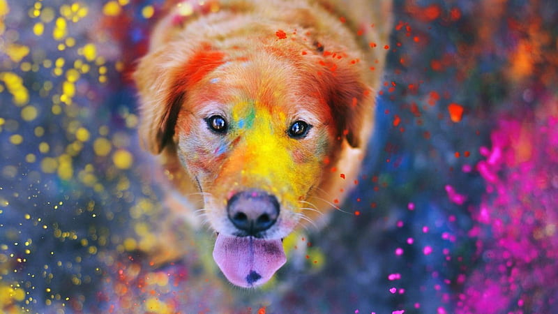 Dog With Colorful Powders Dog, HD wallpaper