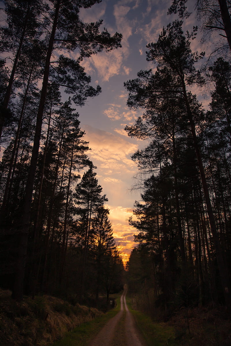 road, forest, trees, pine, sunset, HD phone wallpaper
