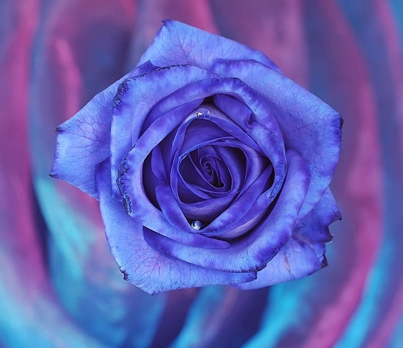 Beautiful Blue Rose 3d Rose Manipulation Flower Flowers Roses Hd Wallpaper Peakpx