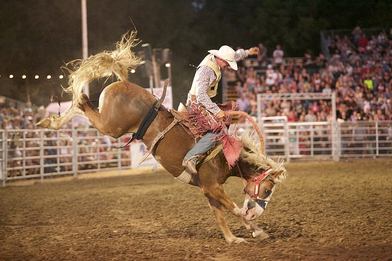 He's in For the Ride, Bronc, Courageous, Fence, Cowboy, Hat, Spectators, Handsome, Horse, Skill, Gate, Winner, HD wallpaper