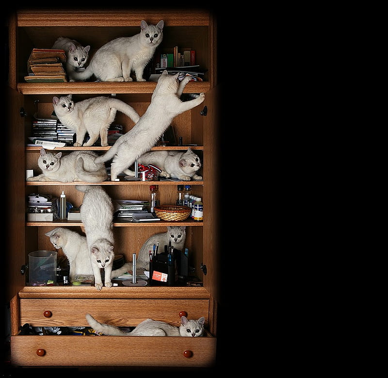 On the Shelf, felines, shelves, bookcase, cats, animals, HD wallpaper