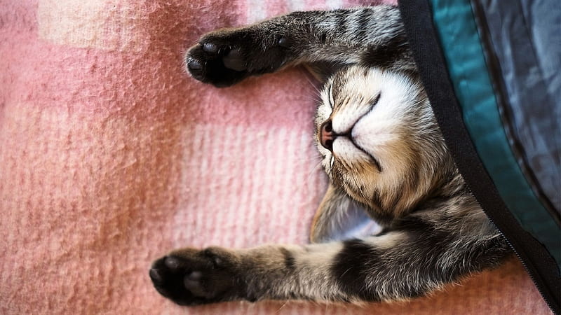 blanket, kitty, sleeping, HD wallpaper