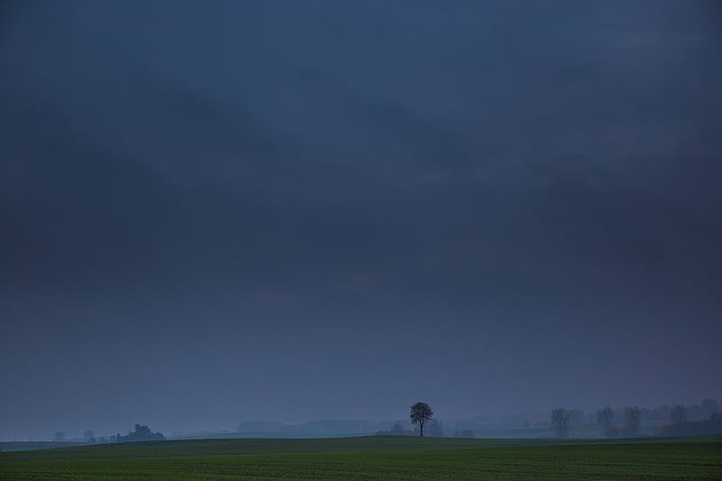 field, tree, fog, landscape, HD wallpaper