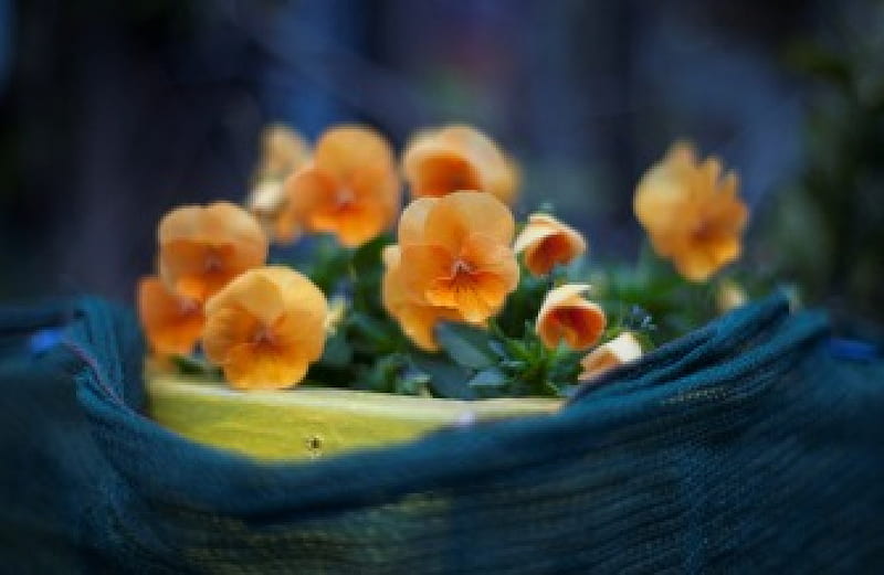 Pansies orange, plant, pansy, petal, blossom, plants, close-up