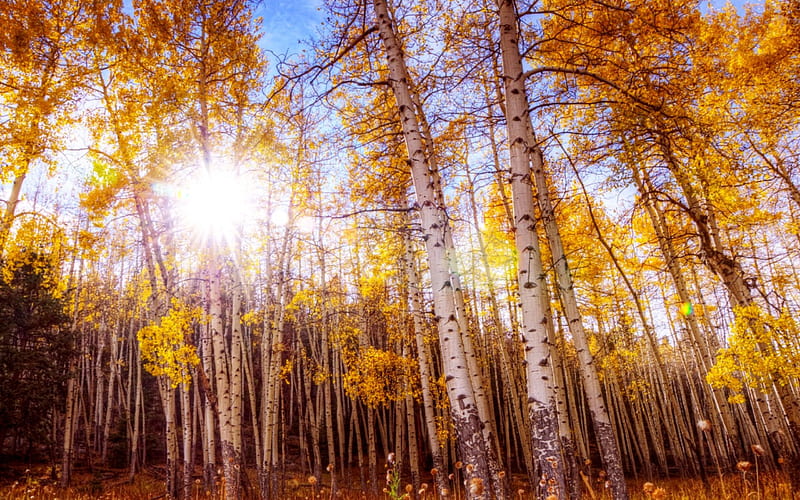 AUTUMN SUNSHINE, forest, fall, sunshine, trees, Aspen, HD wallpaper