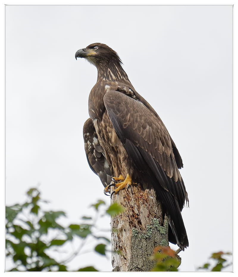 Juvenile Bald Eagle , prey, birds, nature, hawk, bird of prey, HD phone wallpaper