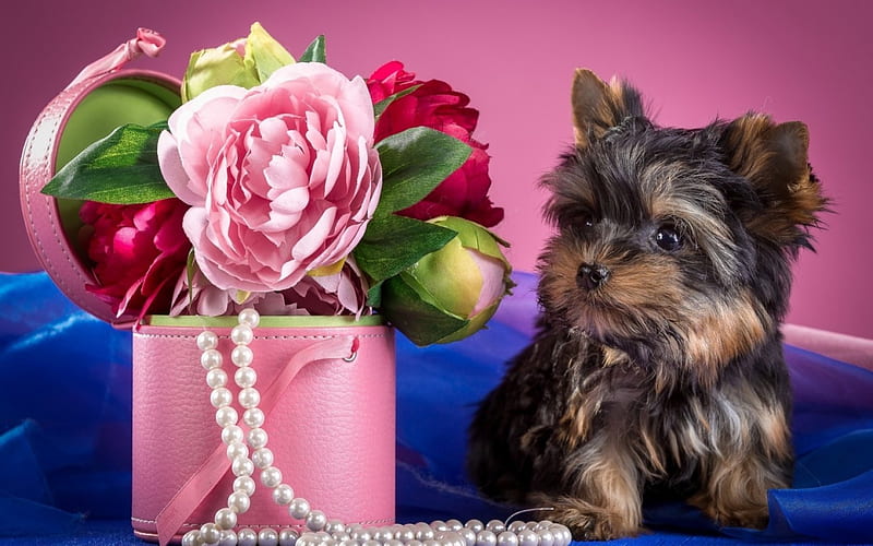 Yorkshire Terrier, red, caine, yorkshire, animal, peony, cute, terrier, flower, pearls, beads, pink, puppy, dog, blue, HD wallpaper