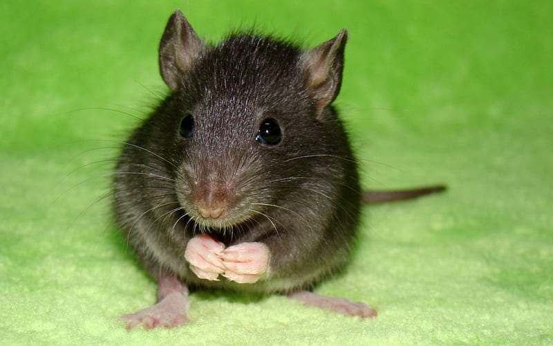 Little rat, cute, green, mouse, black, rat, animal, HD wallpaper