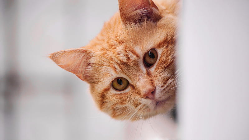 Orange Cat With Orange Eyes Cat, HD wallpaper | Peakpx